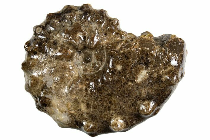 Ammonite (Mammites) Fossil - Goulmima, Morocco #339358